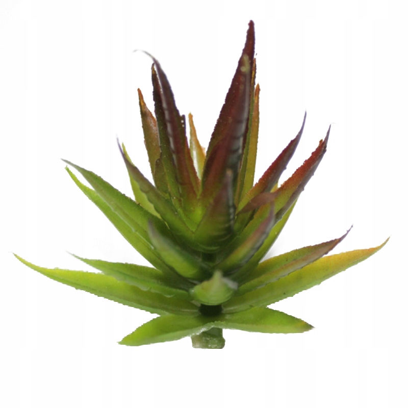 

Mini Sukulent Roślina Terrarium Agama Gekon Żółw