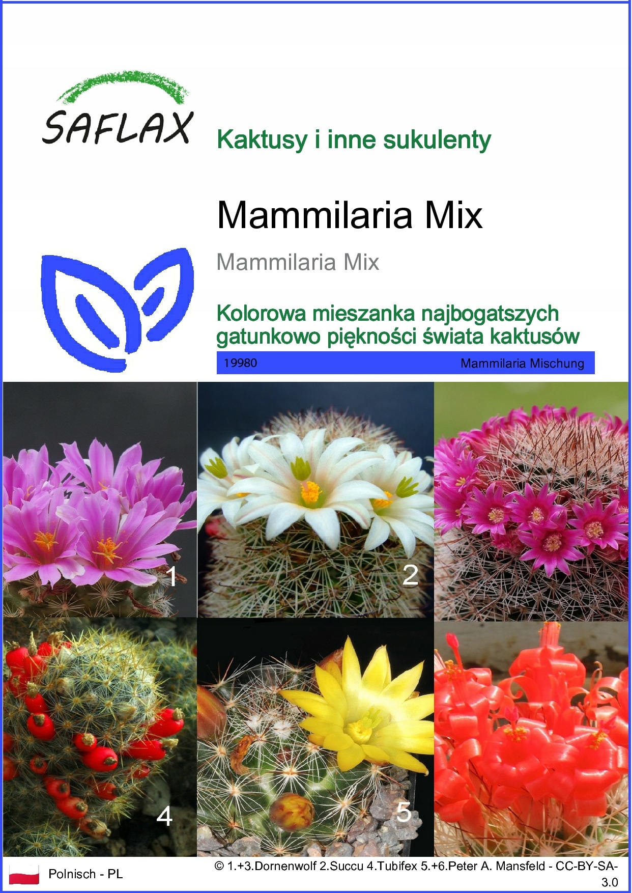 SAFLAX - Ssaki - 40 Nasiona - Mammilaria