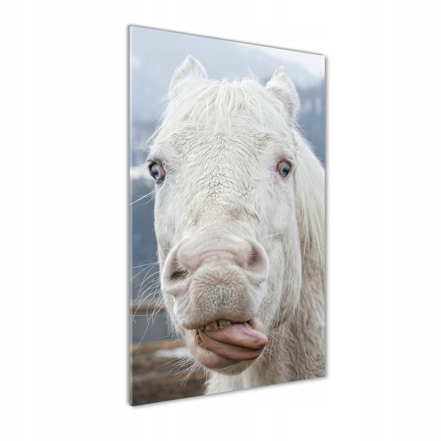 

Foto obraz na szkle Szalony biały koń 70x140 cm