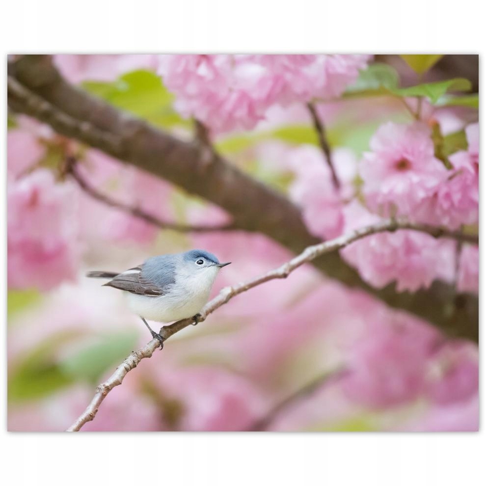 

Plakat 50x40 Ptaki Ptaszki Ptactwo