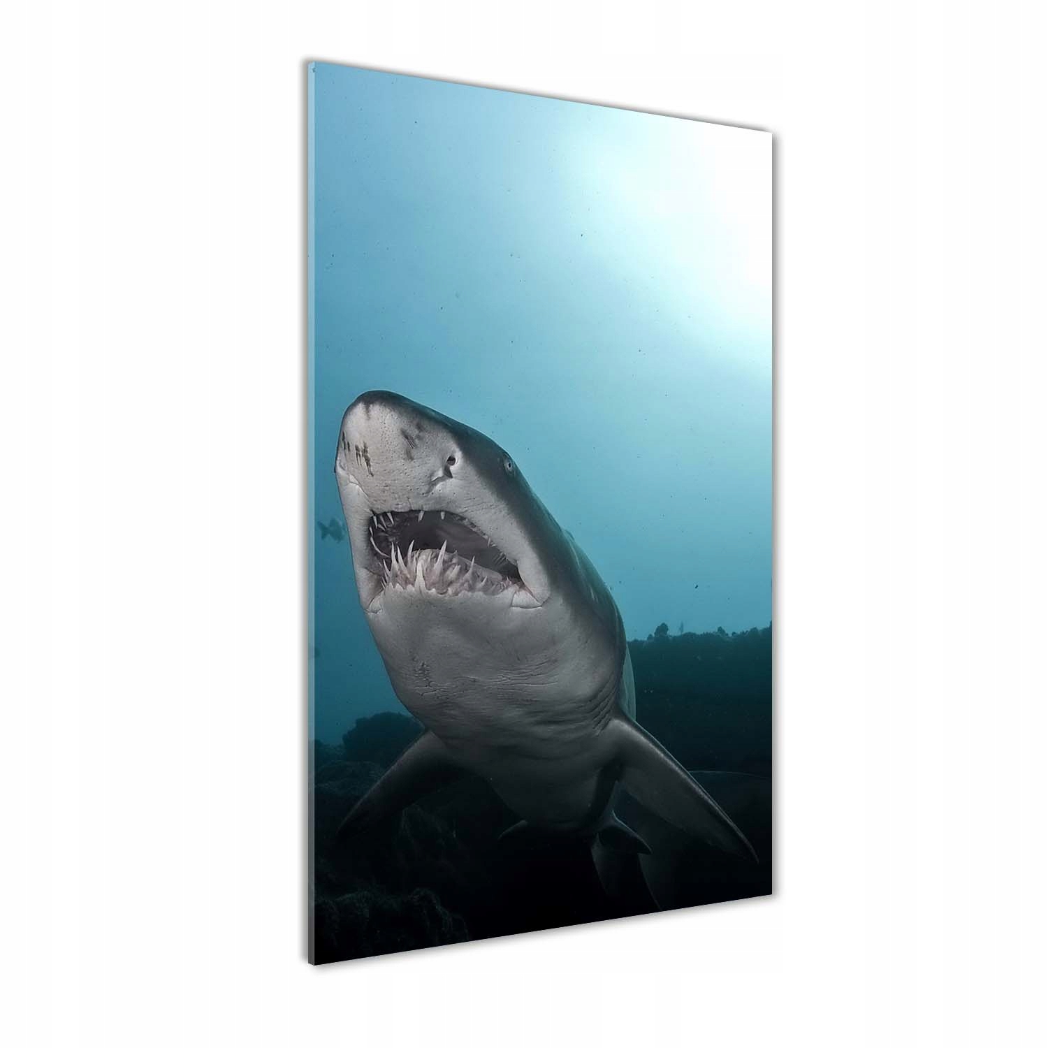 

Foto obraz szkło hartowane Duży rekin 70x140 cm