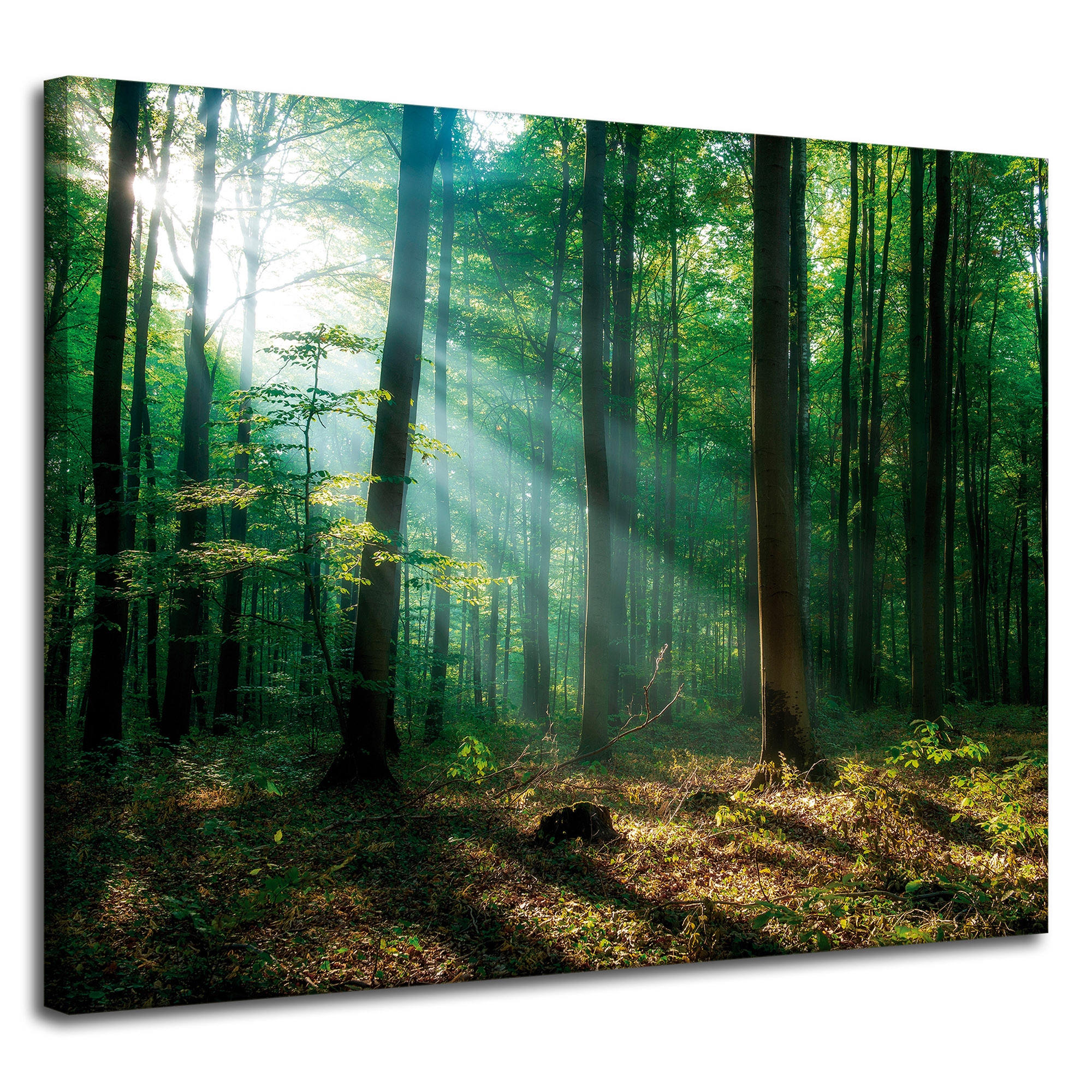 Obraz na plátně Les Stromy Sluneční paprsky 100x80 cm Ideální jako dárek