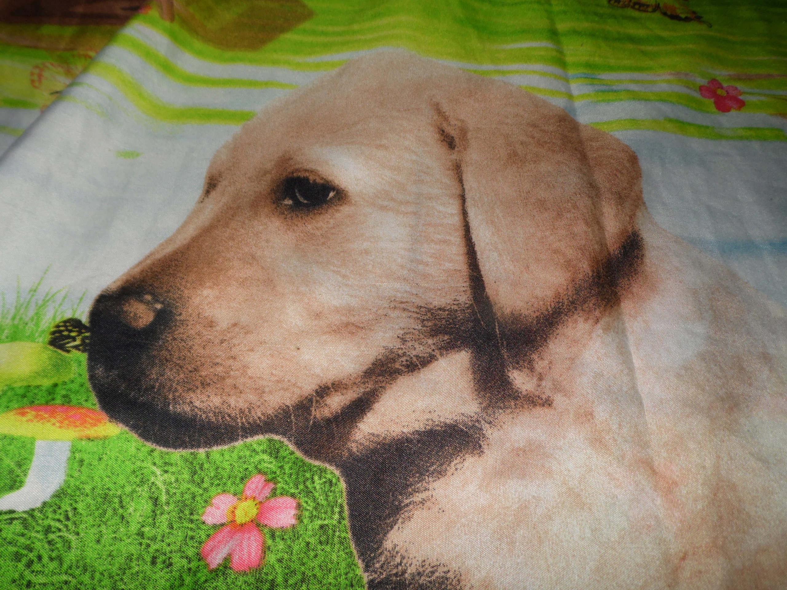 POSZWA W PIESKI - SZER. 155 CM