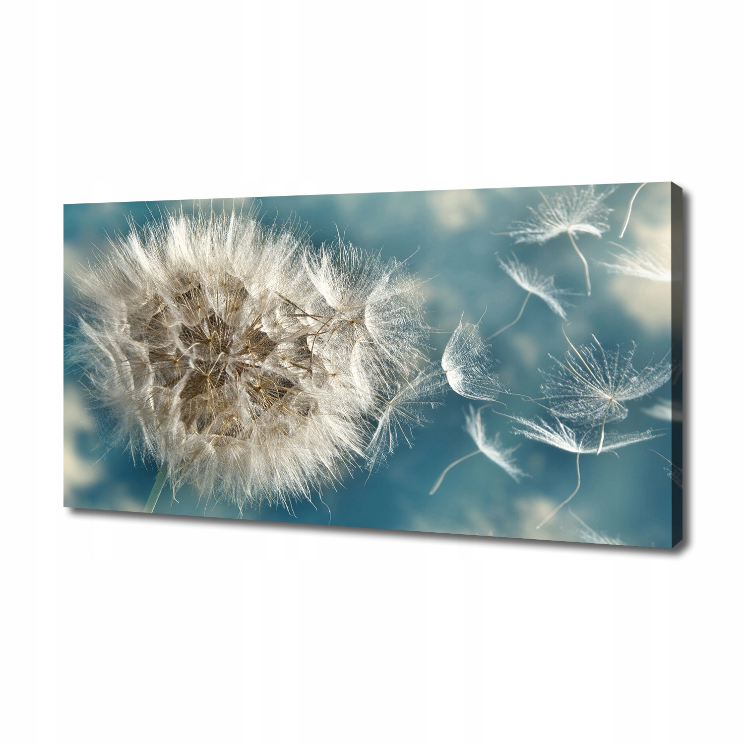 

Foto obraz canvas na ścianę Dmuchawce 140x70 cm