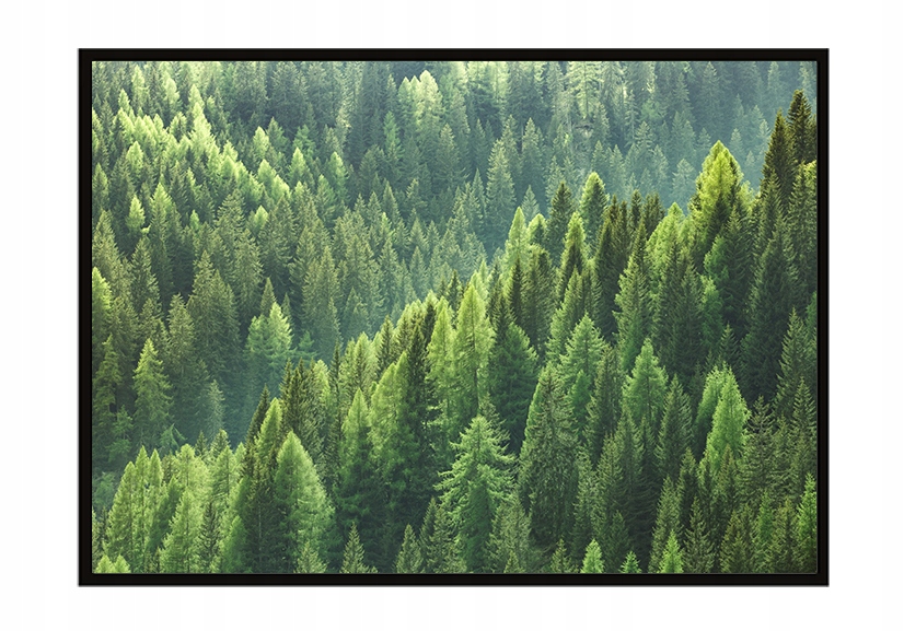 

Obraz Plakat W Ramie 53x73 cm Las P1209