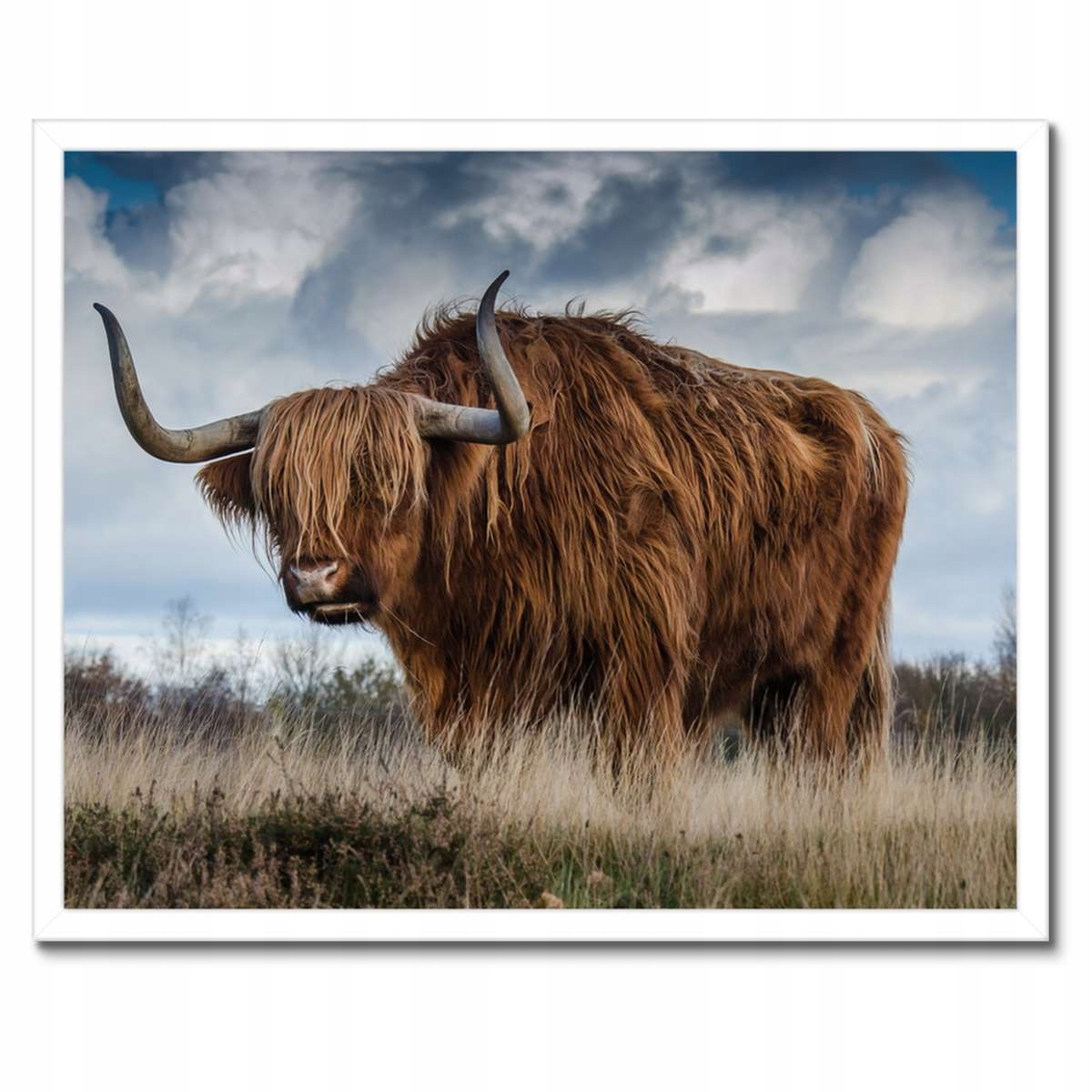 Plakáty v rámu 50x40 Kráva vysočiny Rohy