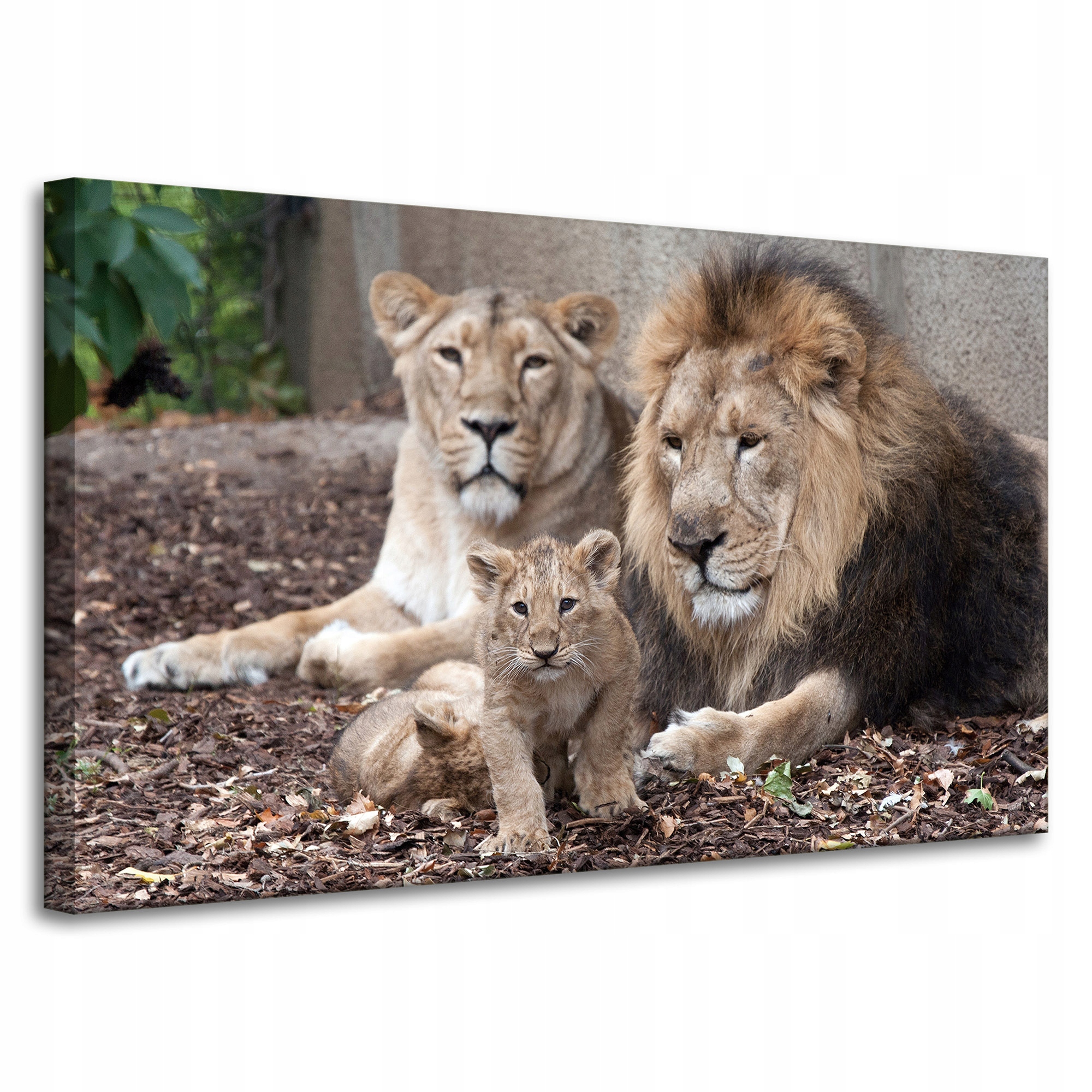 Obraz na plátně Rodina Lvů Fotografie Příroda 100x60 cm