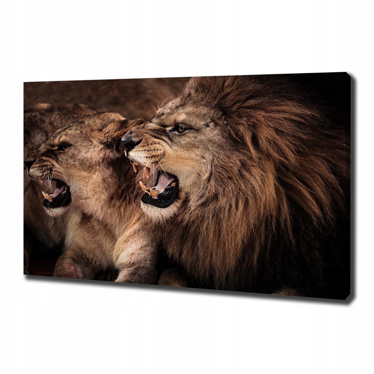 

Foto obraz canvas na ścianę Ryczące lwy 100x70 cm