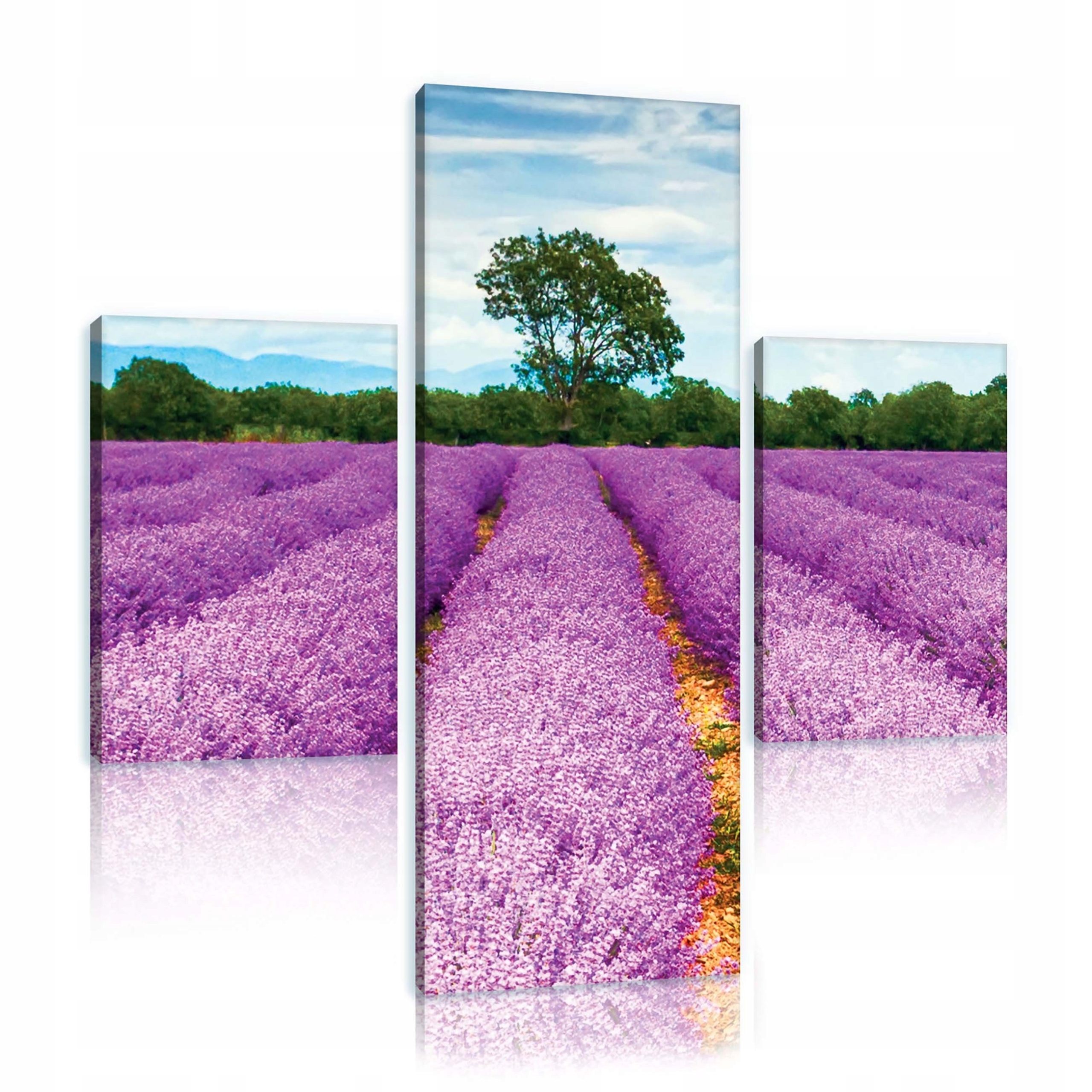 Obraz 80x80 Pole levandule Provence léto příroda klid harmonie fialová