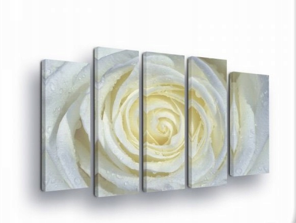 Obraz 150x100 Biela ruža rosa kvapky sviežosť príroda kvety makro umenie