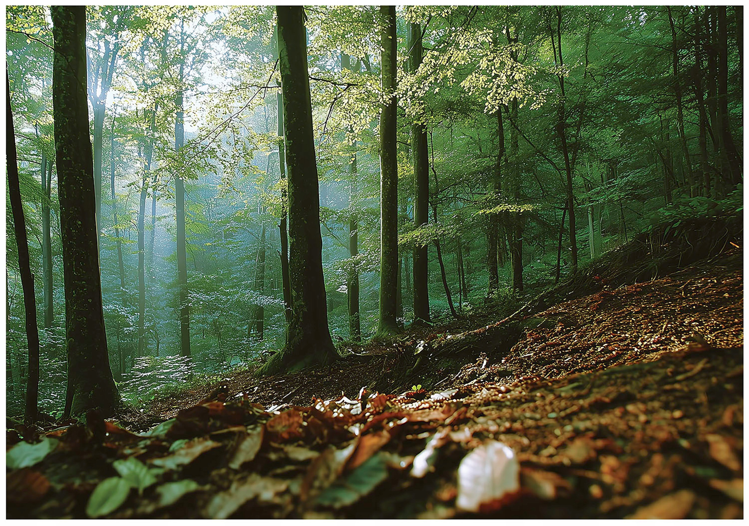 Fototapeta 3D Les Příroda Stromy Krajina Lesní Krajina Zelená 400x280