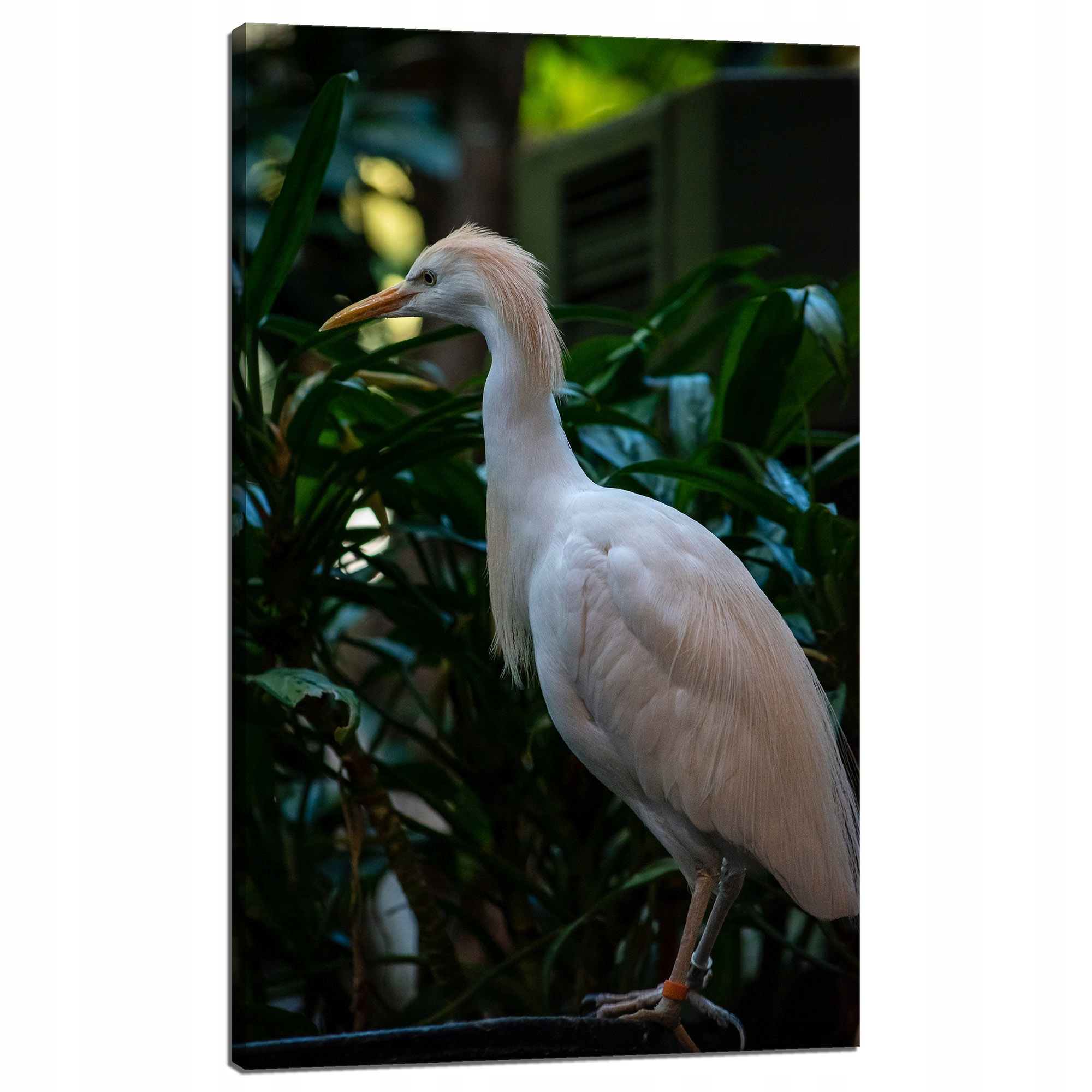 Obraz Canvas Zvířata Pták Čapla Zlatá 60x100 cm