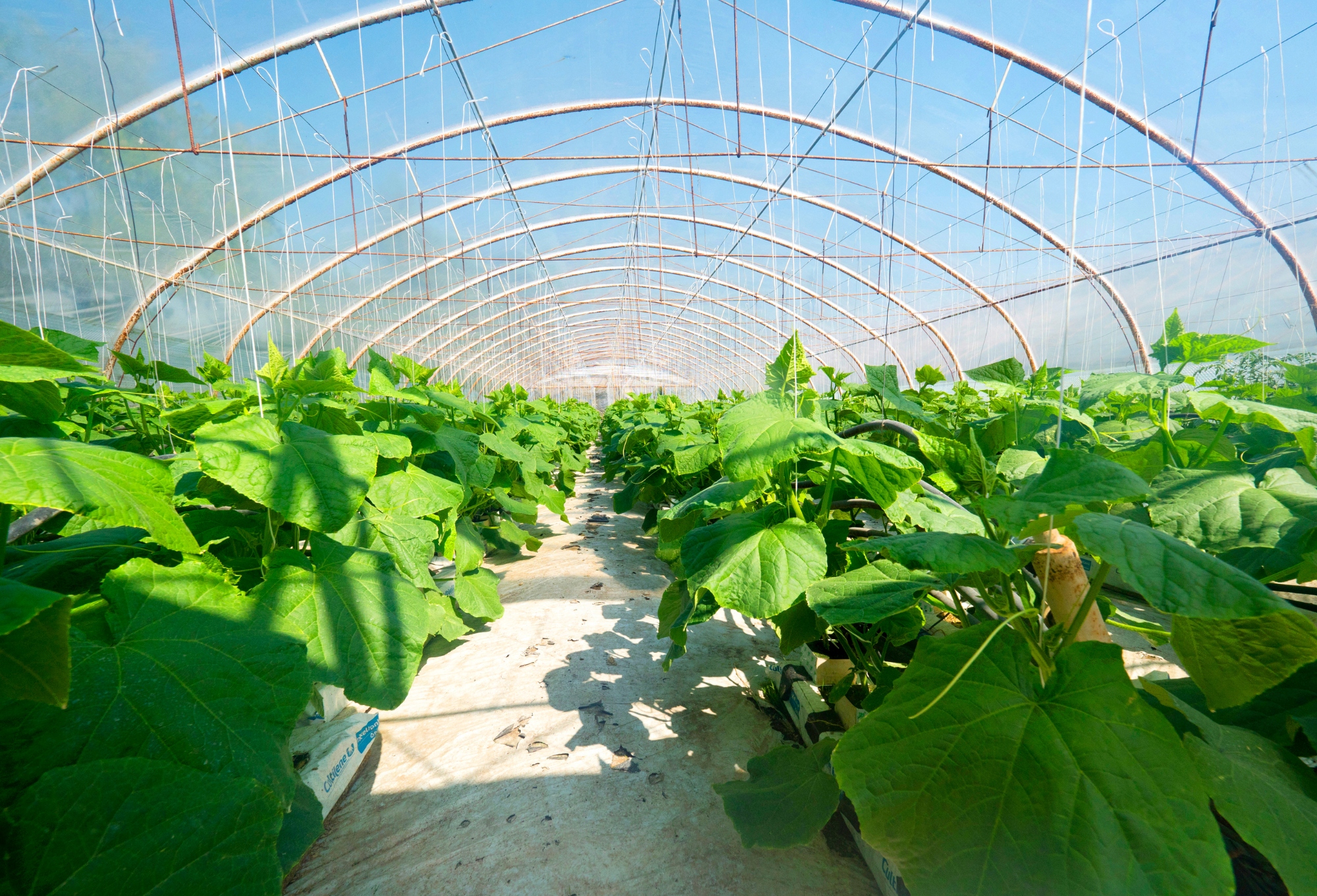 FOLIA OGRODOWA UV TUNELOWA OGRODNICZA MOCNA 6x1m Powierzchnia 6 m²