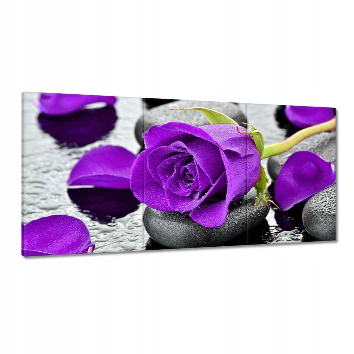 Obrazy 180x90 Fialová ruža Kamene