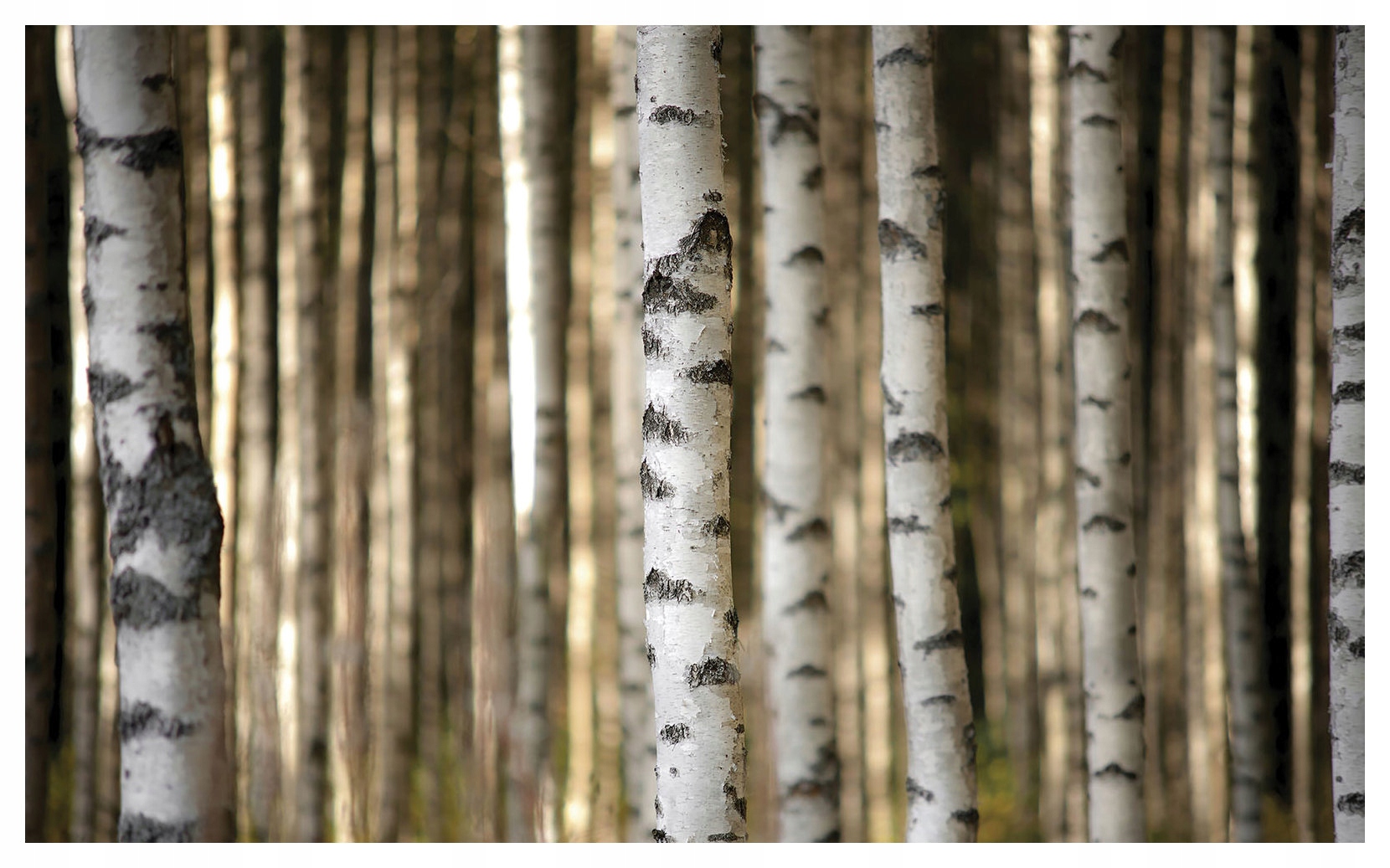Vliesová fototapeta Břízy v mlze, les, krajina 368x254 lepidlo