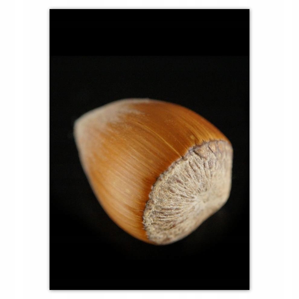 

Naklejki 50x70 Orzech laskowy