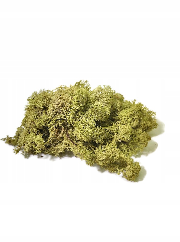 

Mech limonkowy 15 g #SpidersFactory