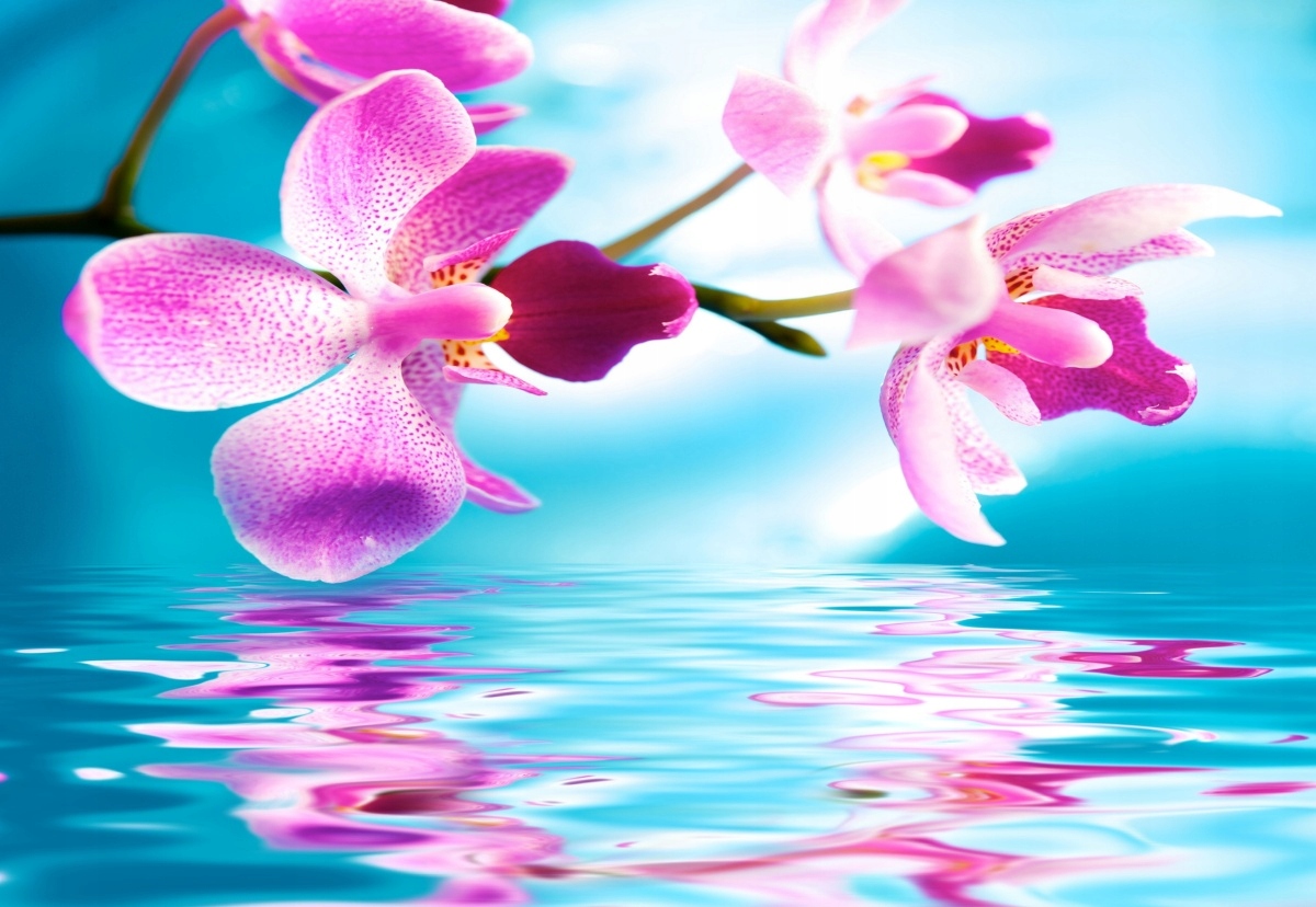 

Fototapeta Flizelinowa Orchidea Woda 152x104