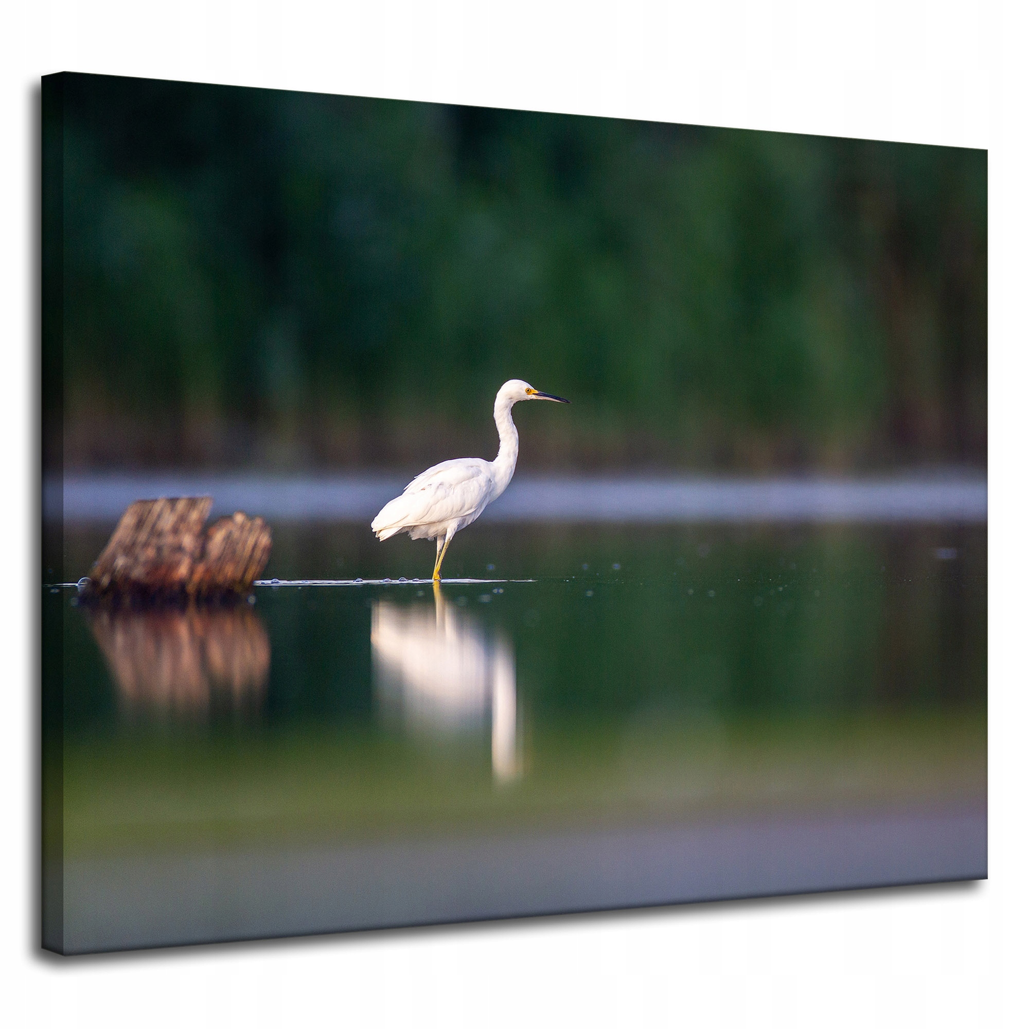 Obraz Canvas Zvířata Čapla Bílý pták 100x80 cm