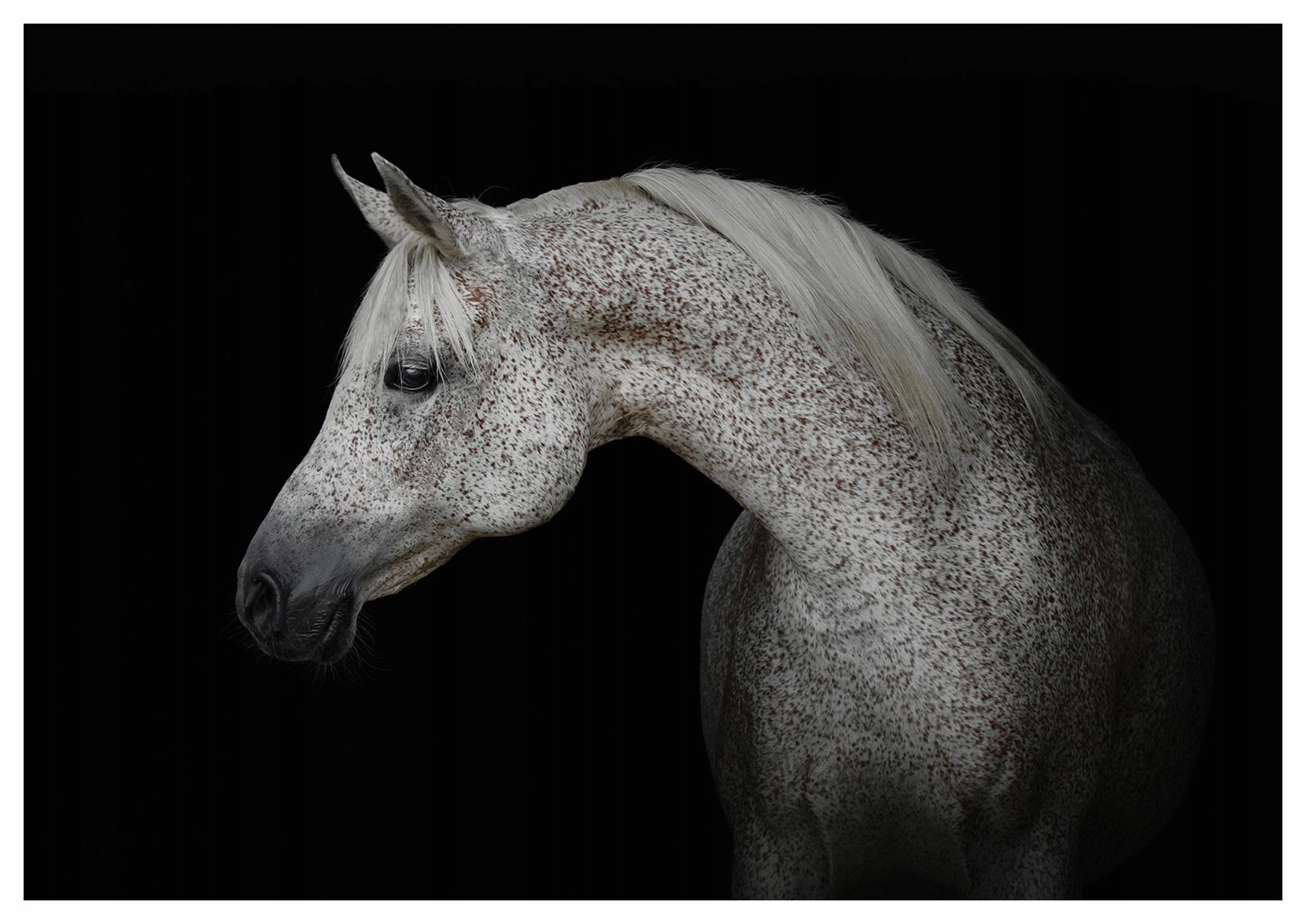 Vliesová fototapeta Kôň arabský gracia čierne pozadie 300x210 lepidlo