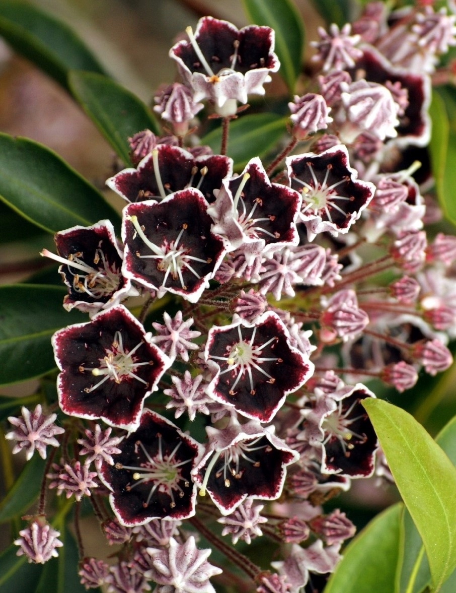 Kalmia szerokolistna 'MITTERNACHT'