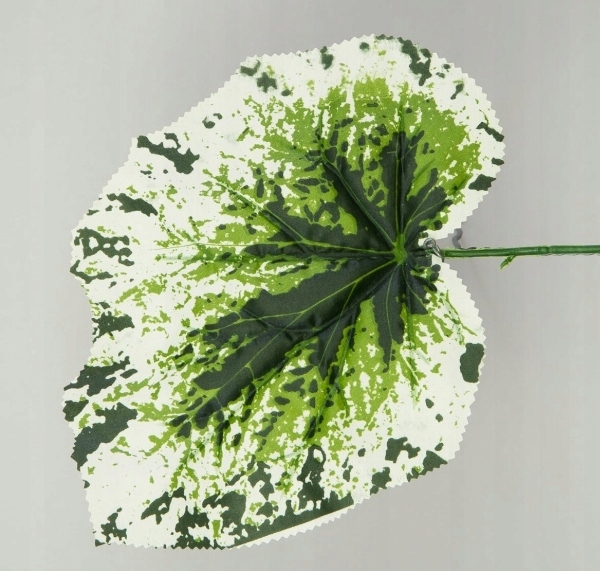 Liść BEGONIA green/white LIŚCIE Kod producenta MyFlowers.pl