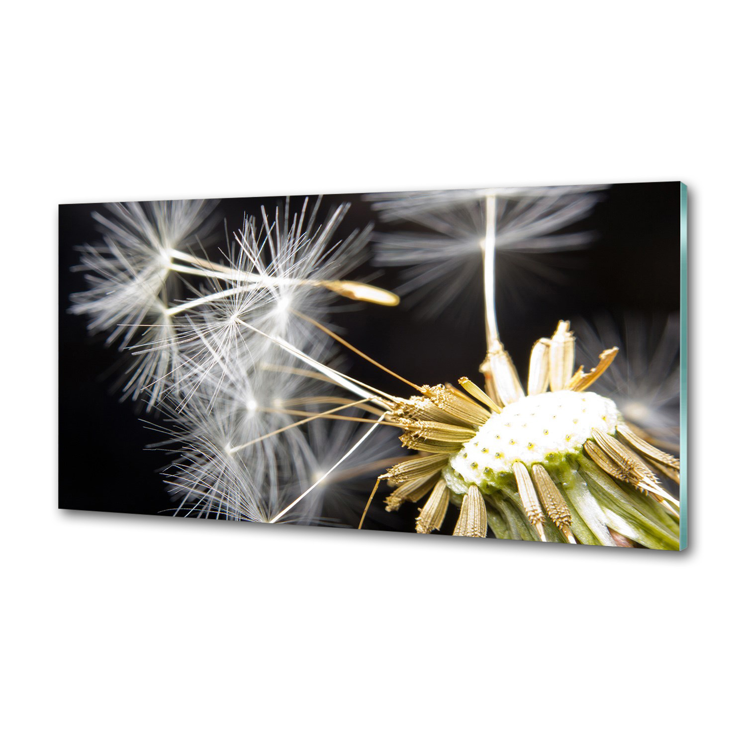 Panel do kuchyne Semená dúchadla 120 x 60 cm Lepidlo