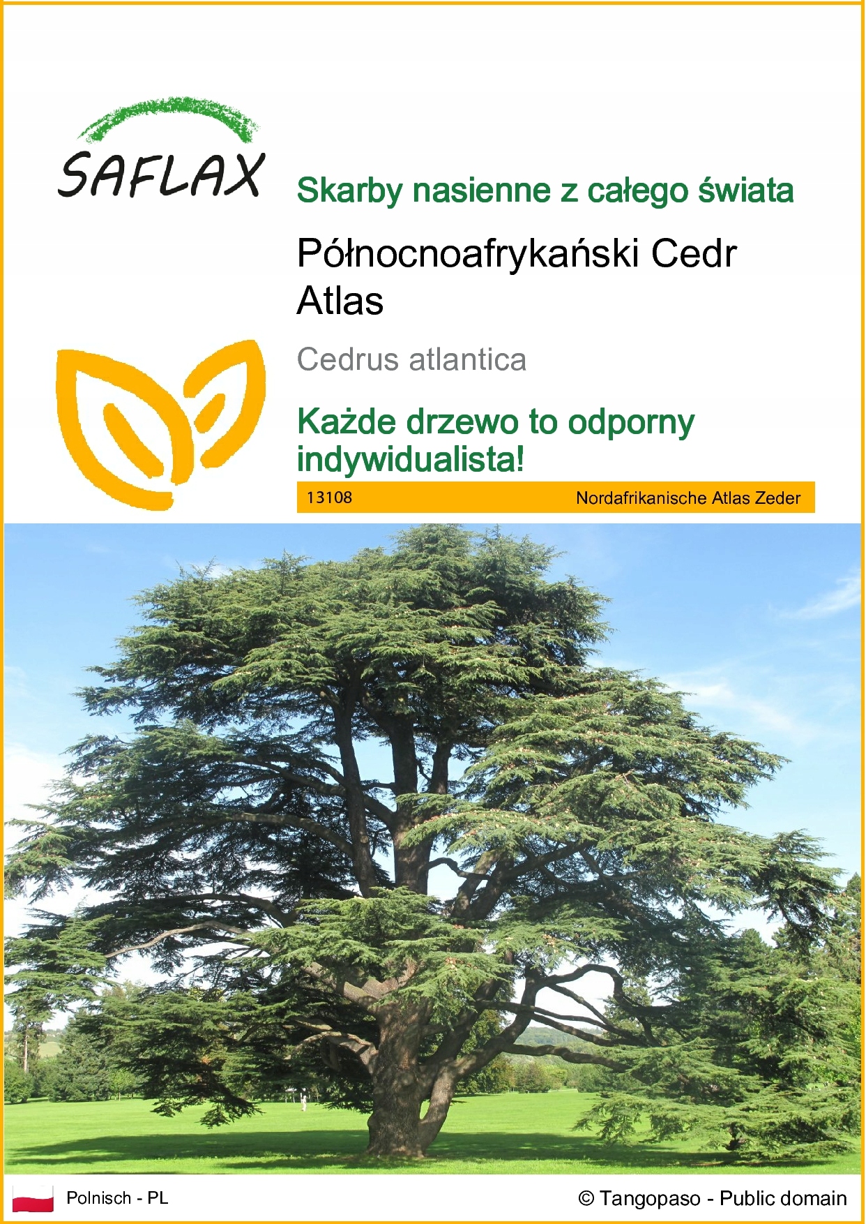 SAFLAX - Cedr atlaski - 20 Nasiona - Cedrus