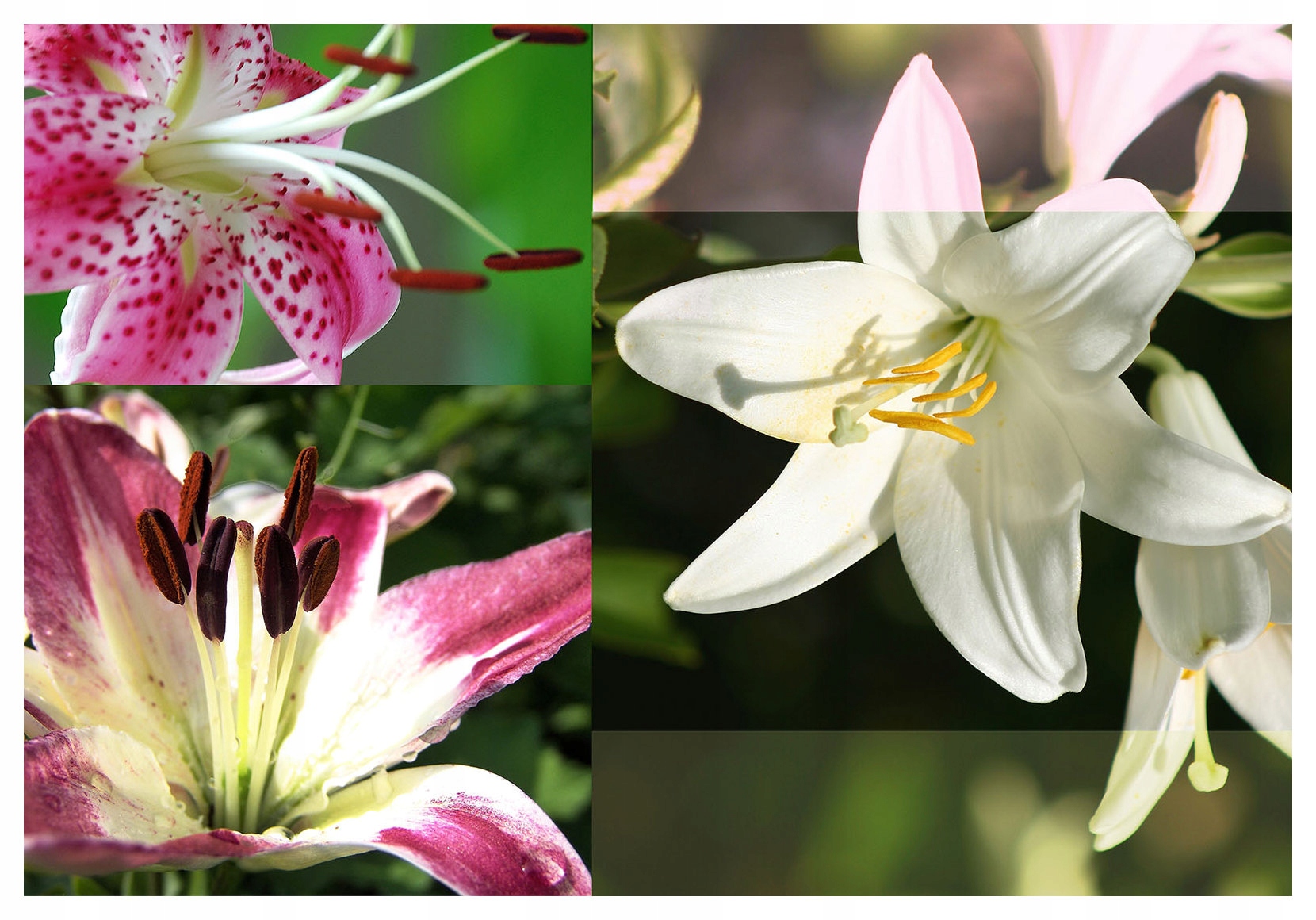 Tapeta Lilie Elegancia v každom okvetnom lístku kvetu 300x210 Krásny výhľad lepidlo