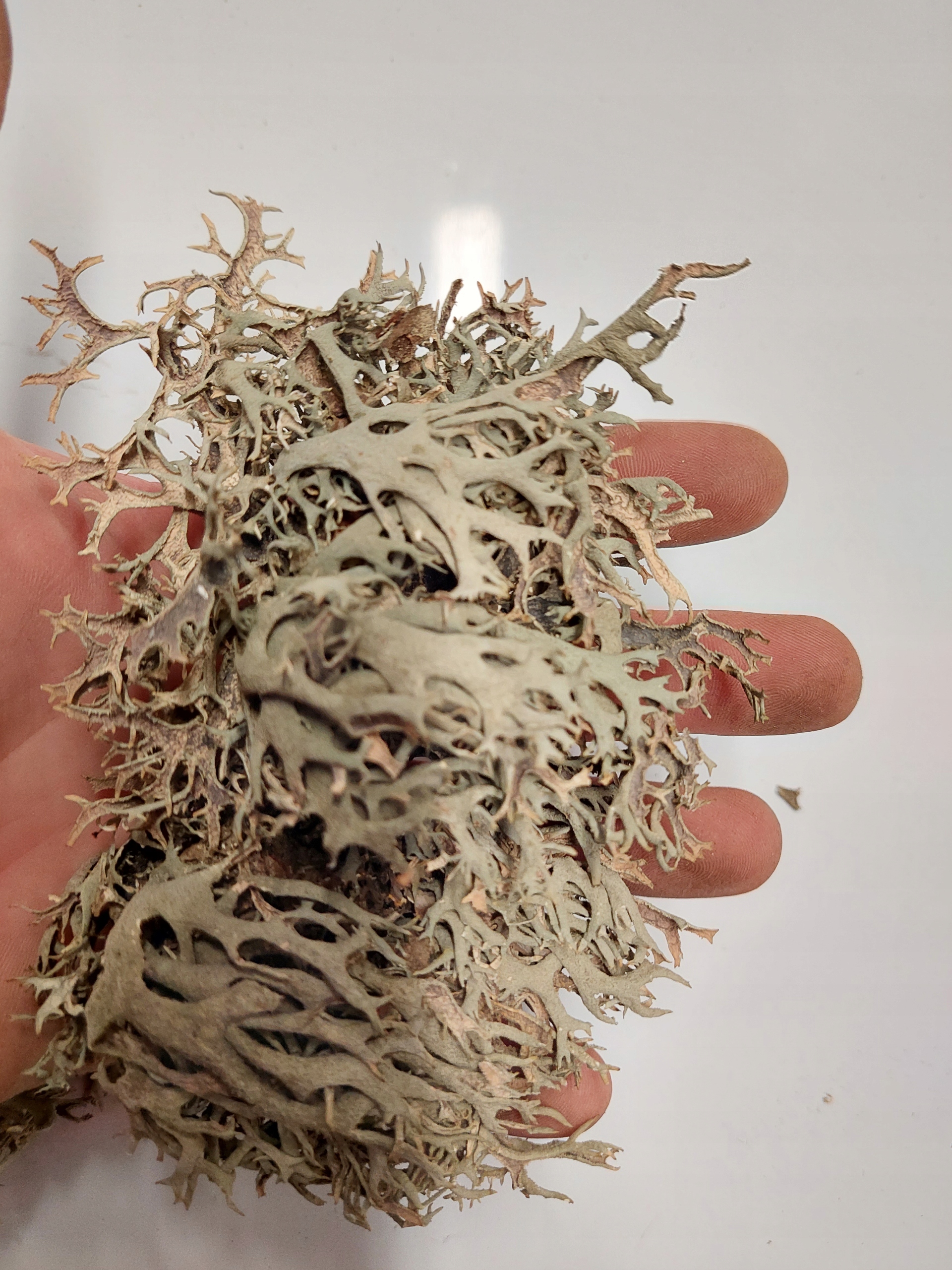 POROST SZARY NATURALNA OZDOBA DO TERRARIUM 25g Marka Exotic Box