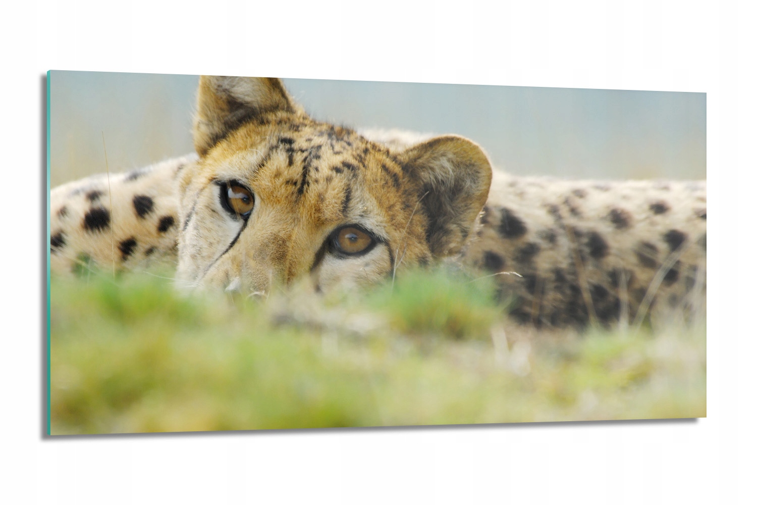 moderní panel do kuchyně Gepard kočka 100x50 sklo