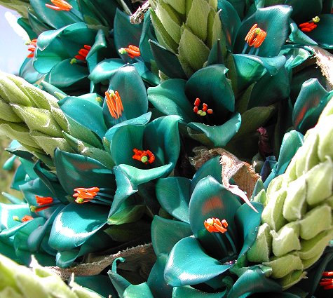 PUYA BERTERONIANA SAPPHIRE TOWER (PUYA ALPESTRIS)