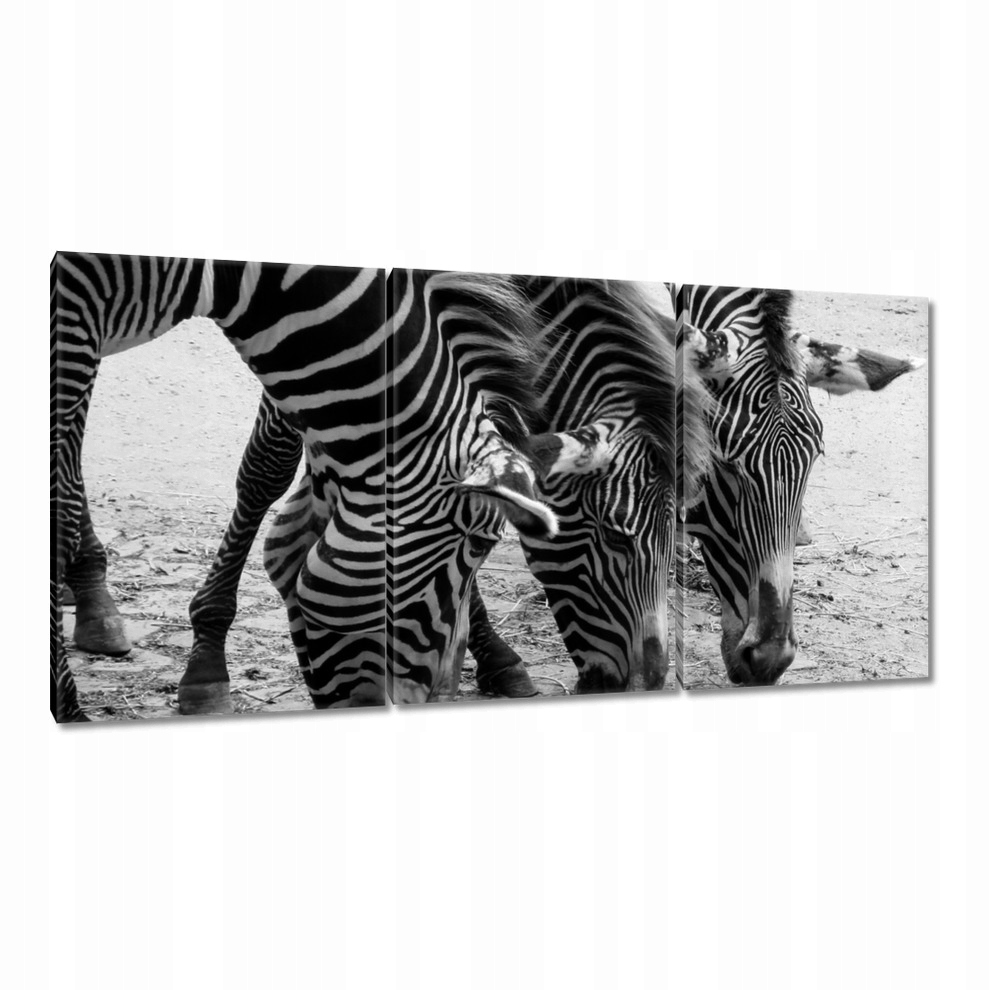 

Obrazy 120x60 Trzy zebry