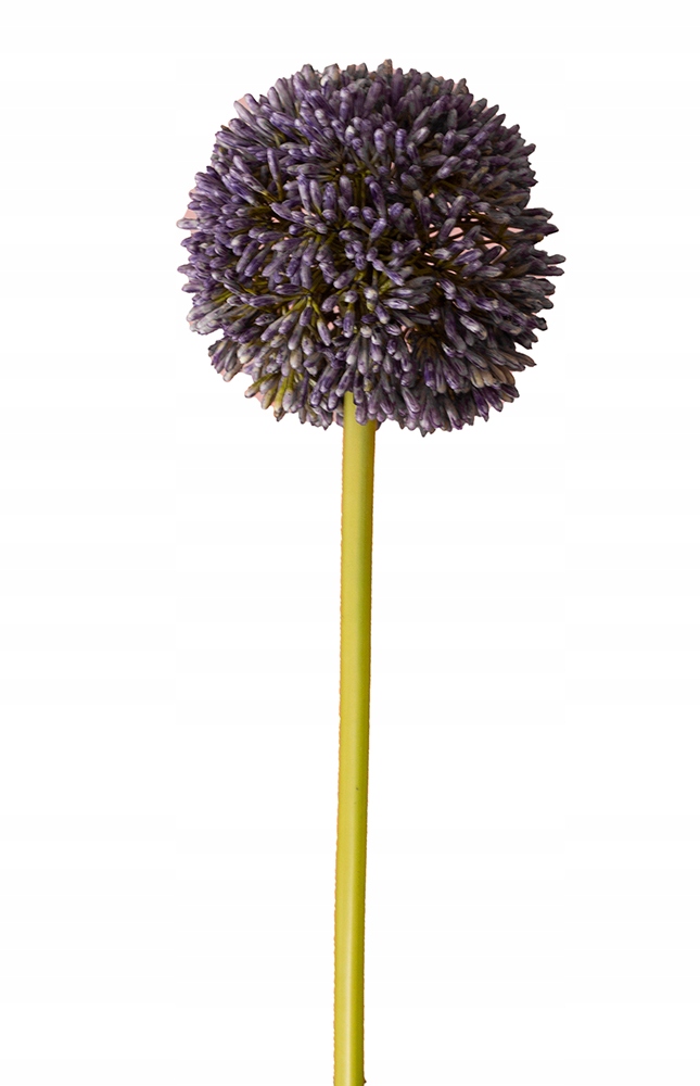 

Sztuczny Kwiat Czosnek ozdobny fioletowy 66cm