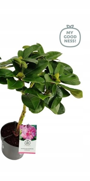 Рододендрон рододендрон розовый на стволе