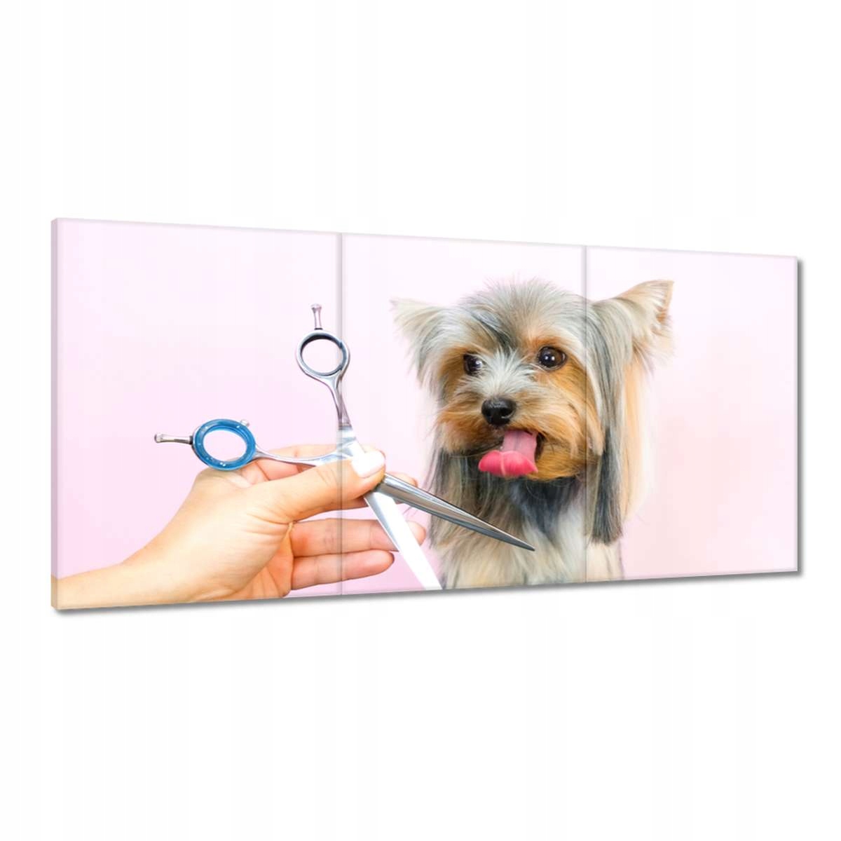 Obrazy 180x90 Strihanie nožnicami psa