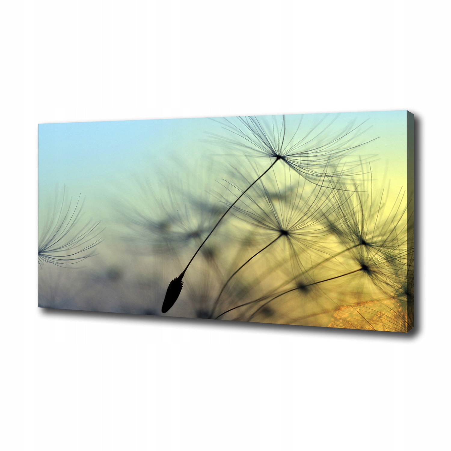 

Foto obraz na płótnie Nasiona dmuchawca 100x50 cm