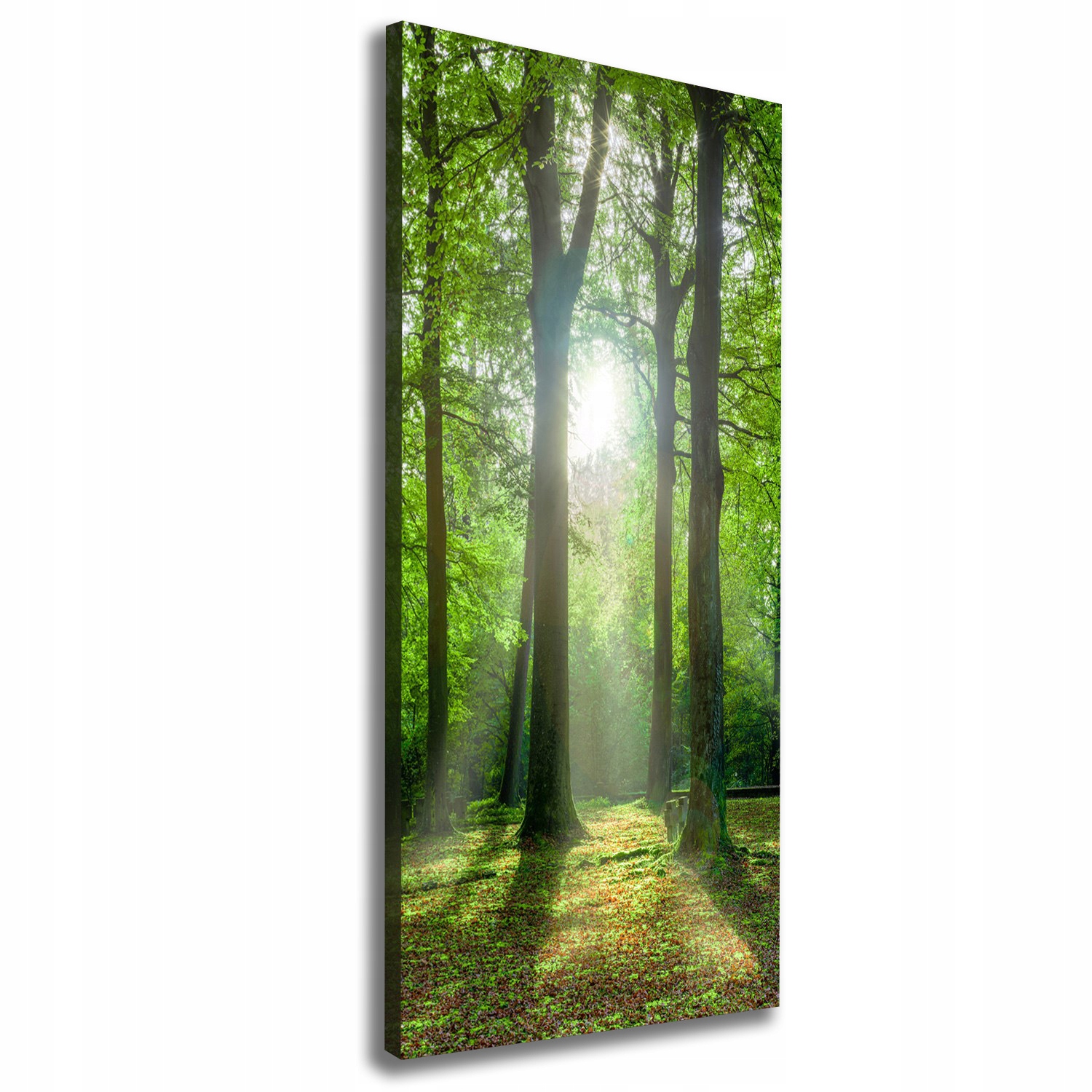 

Foto obraz na płótnie Słońce w lesie 50x125 cm