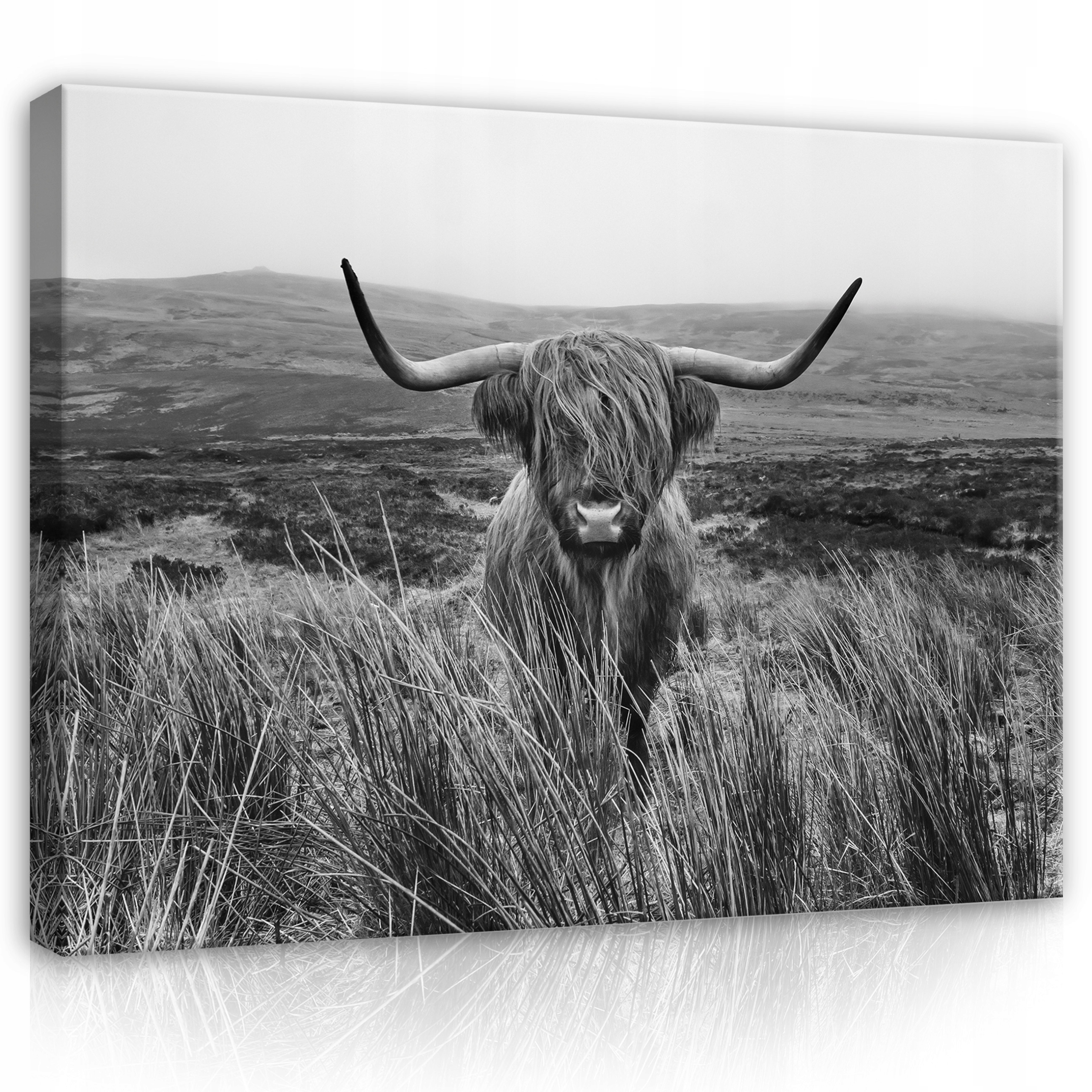 Obraz Na Plátně Canvas 100x75 Skotská Kráva Vysočina Zvíře Louka Hory B&w