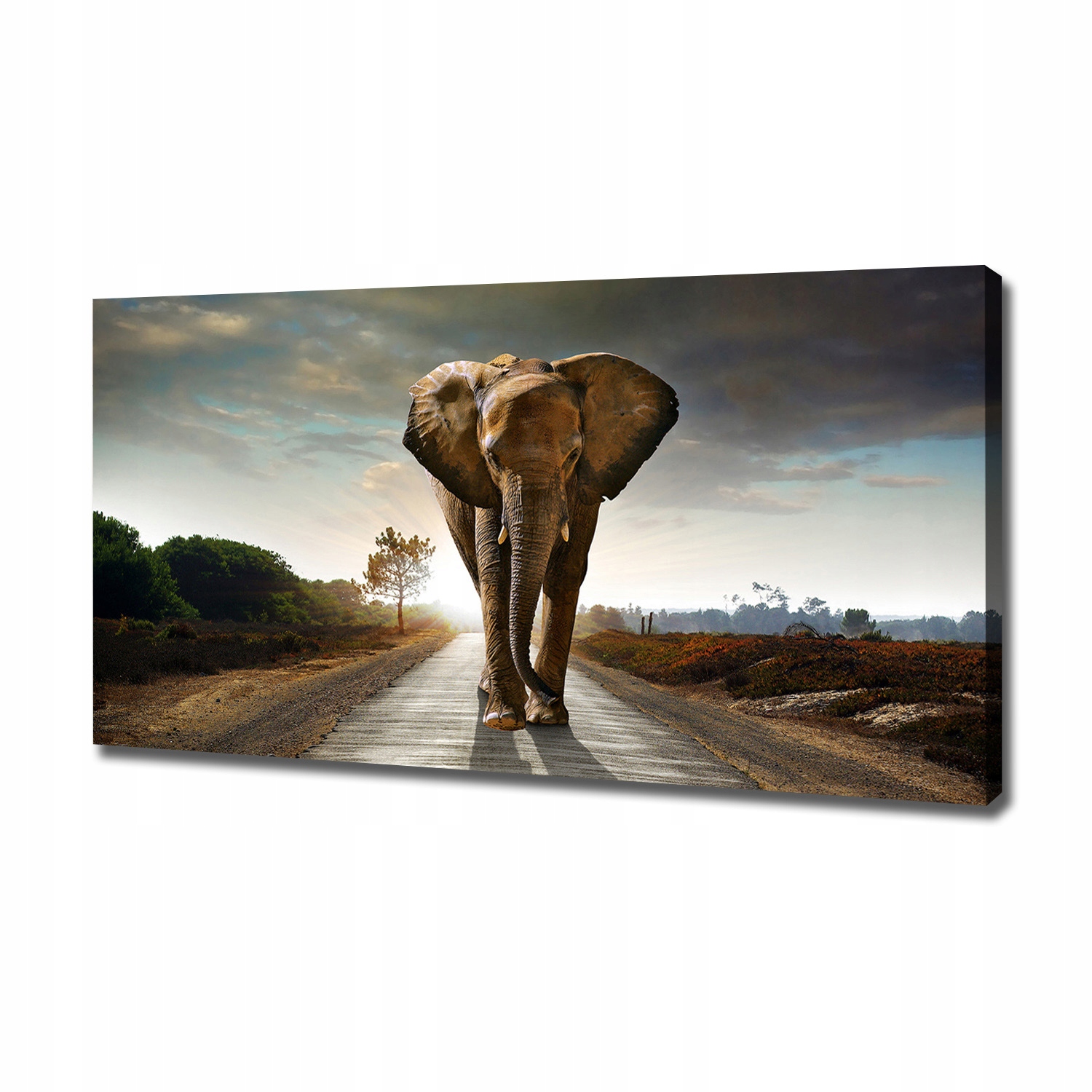 

Foto obraz na płótnie Spacerujący słoń 120x60 cm