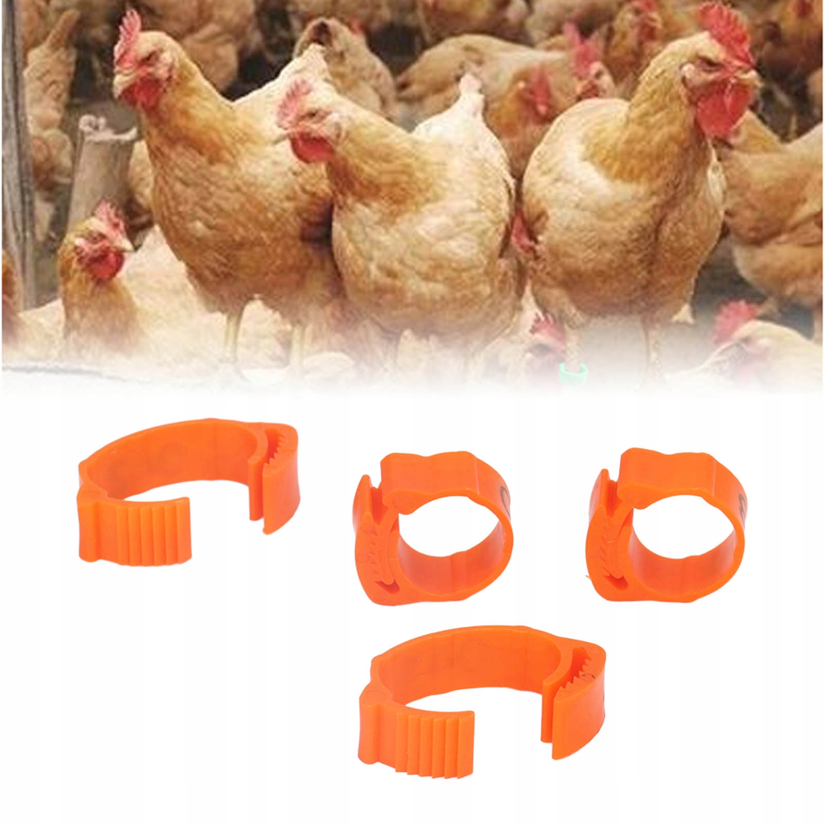 50X OPASKI NA NOGI DROBIU NUMEROWANE PIERŚCIENIE Rodzaj inny