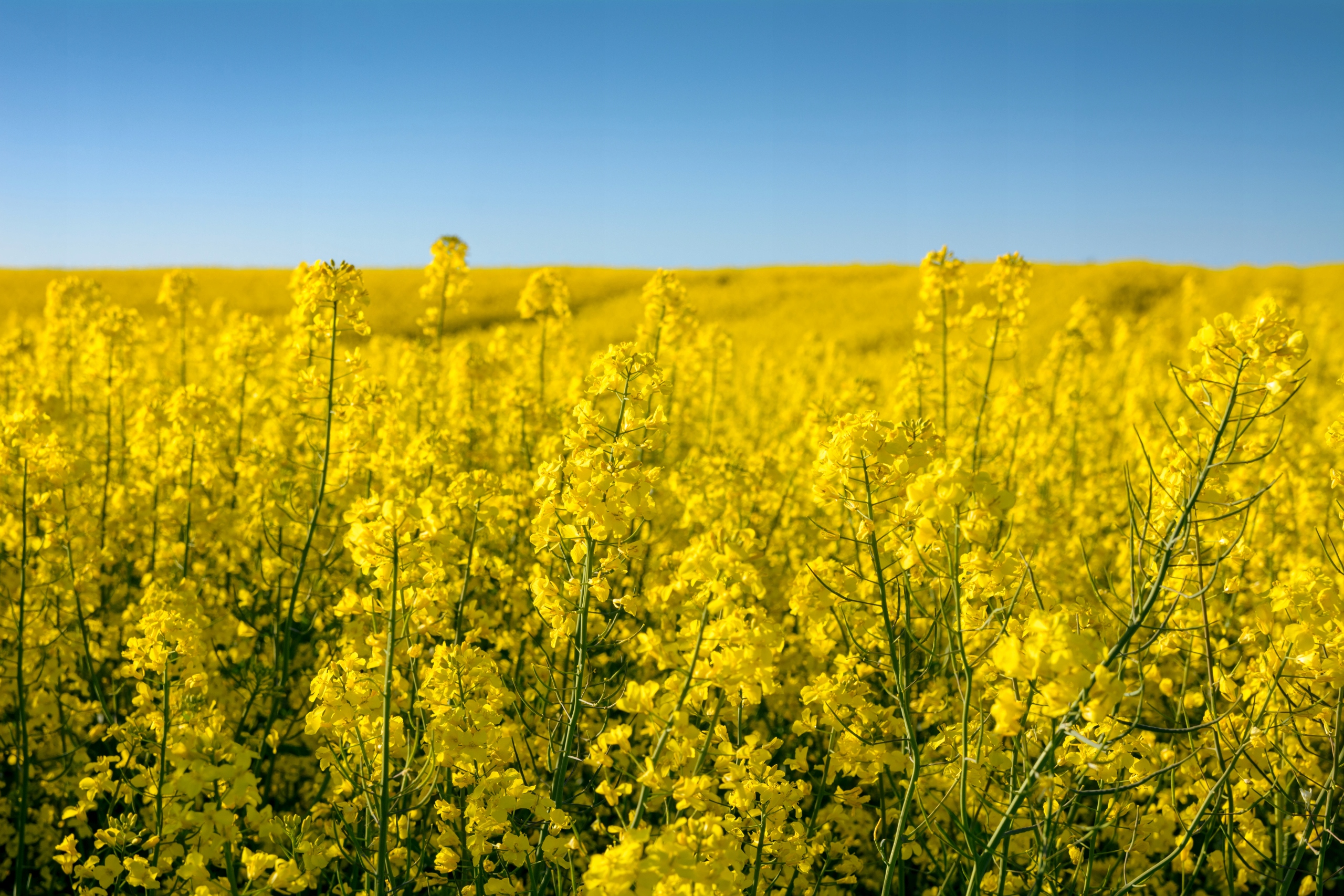 Płyn owadobójczy Cyperkill Max 500 EC 50 ml Producent UPL