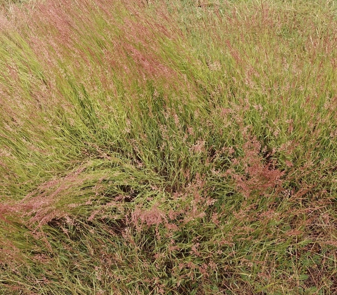 Овсяница красная столон C1 Гондолин, Relevant, Dipper, Reverent, Maxim