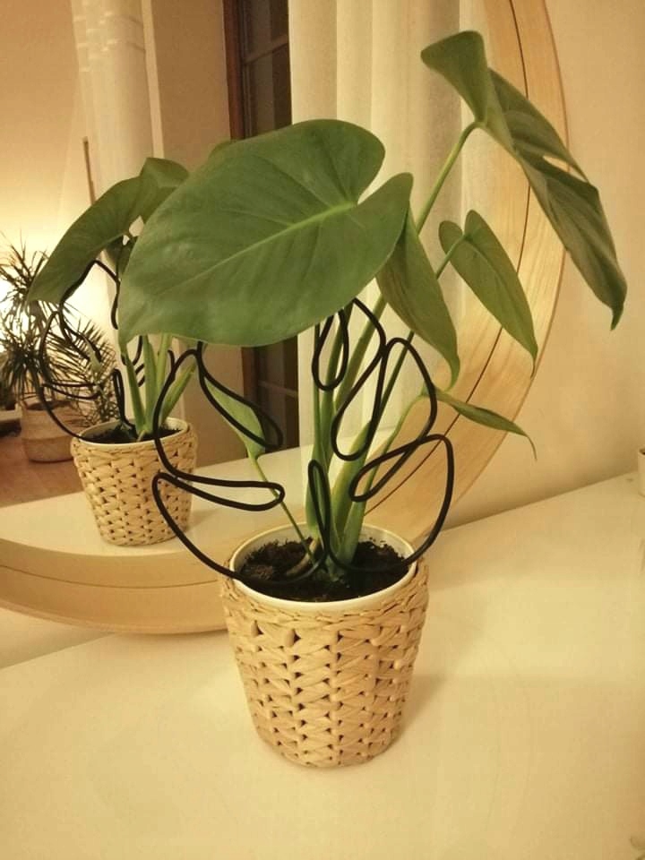 PODPÓRKA OZDOBA KWIATÓW ROŚLIN MONSTERA S 20 CM Maksymalna liczba donic 1