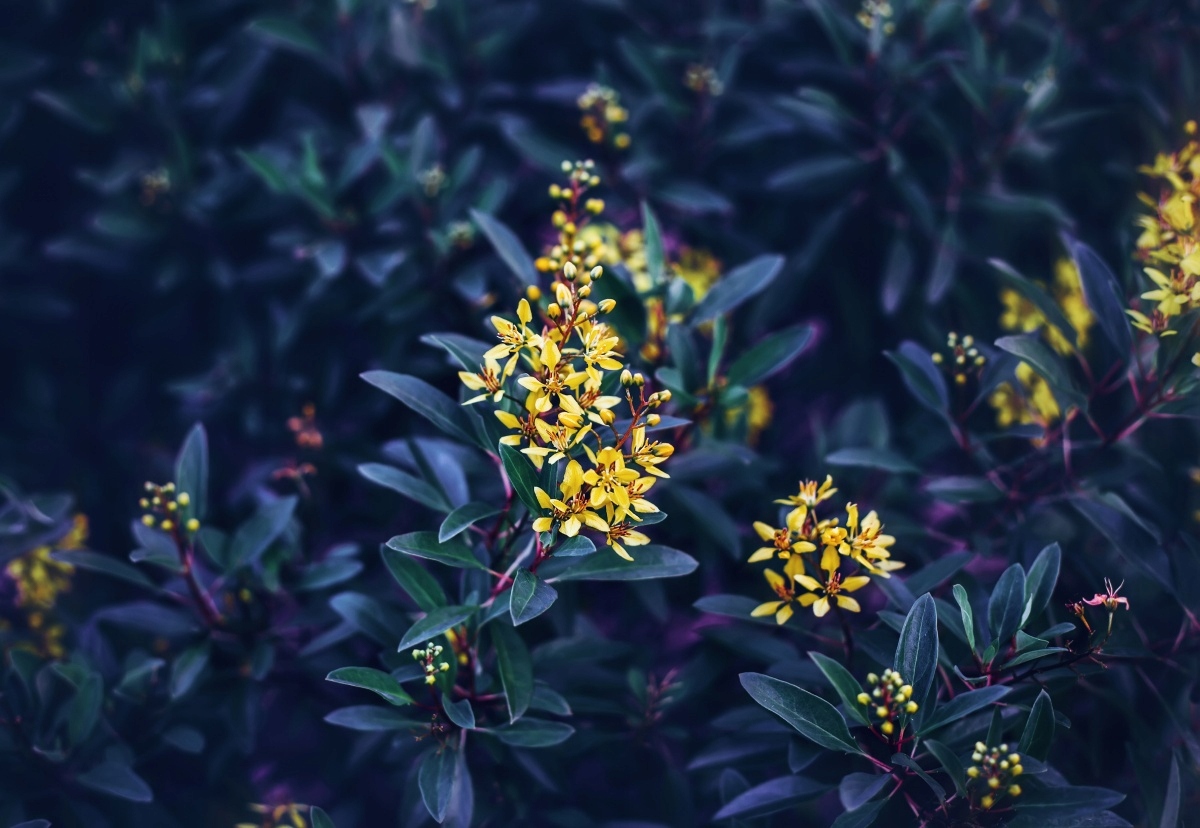 

Tapeta flizelinowa Żółte kwiaty - 152x104