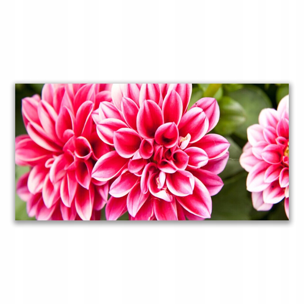 

Fotoobraz z grafiką 120x60 Kwiaty Roślina Natura