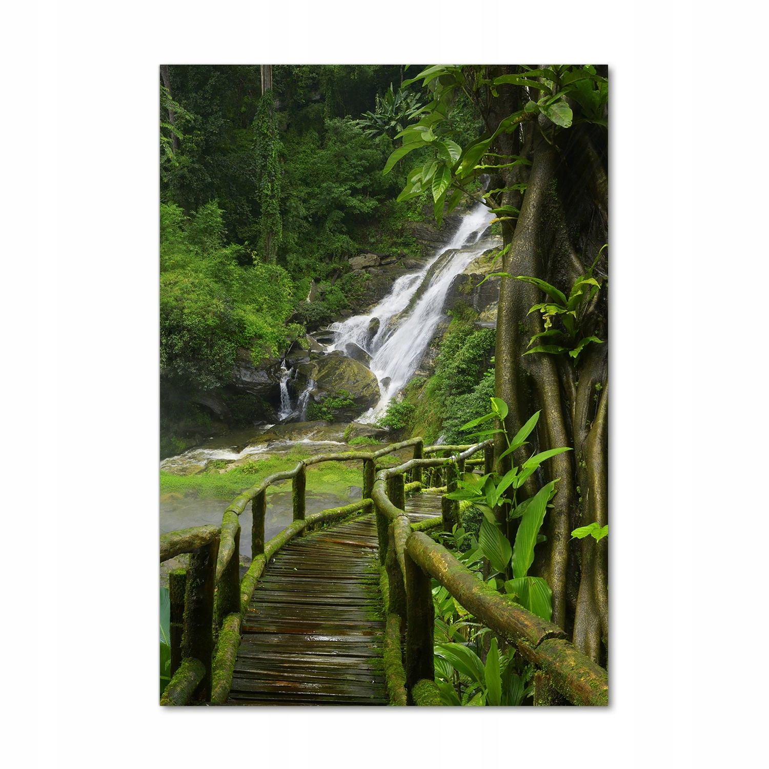 

Foto obraz akrylowy Ścieżka w dżungli 70x100 cm