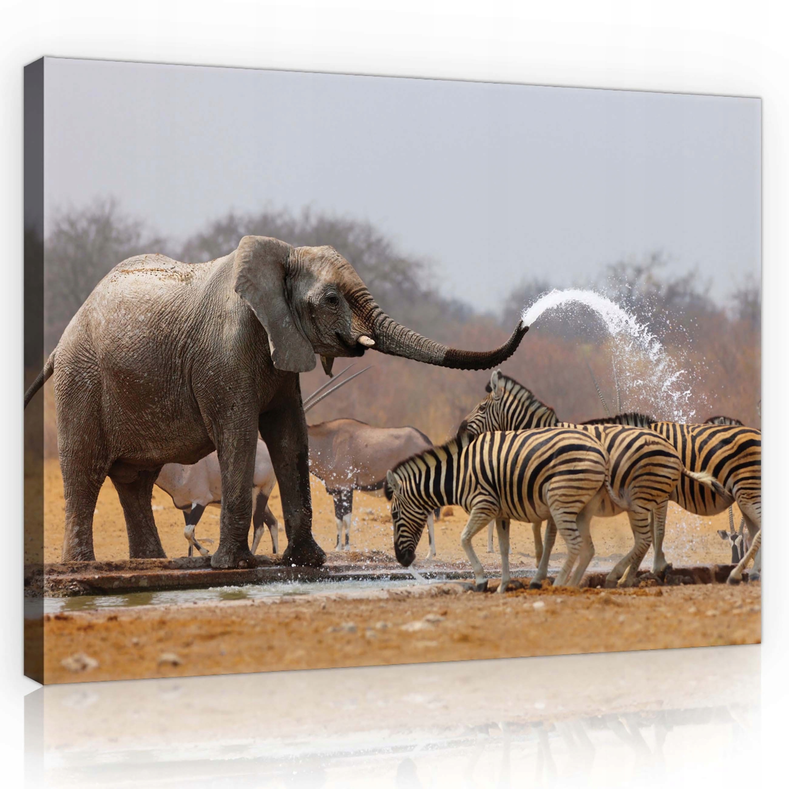 Obraz 80x60 Slon na savaně Setkání s přírodou Africká atmosféra