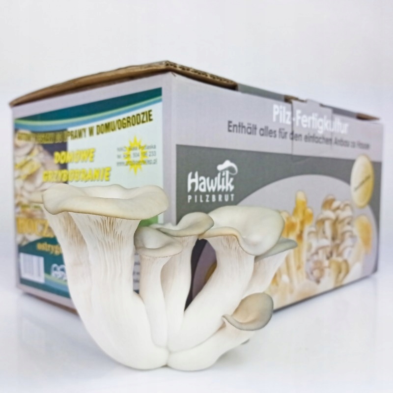 Boczniak UPRAWA BOCZNIAKA w Domu | BALOT ŻYWA grzybnia Boczniaka KARTON Producent Niko