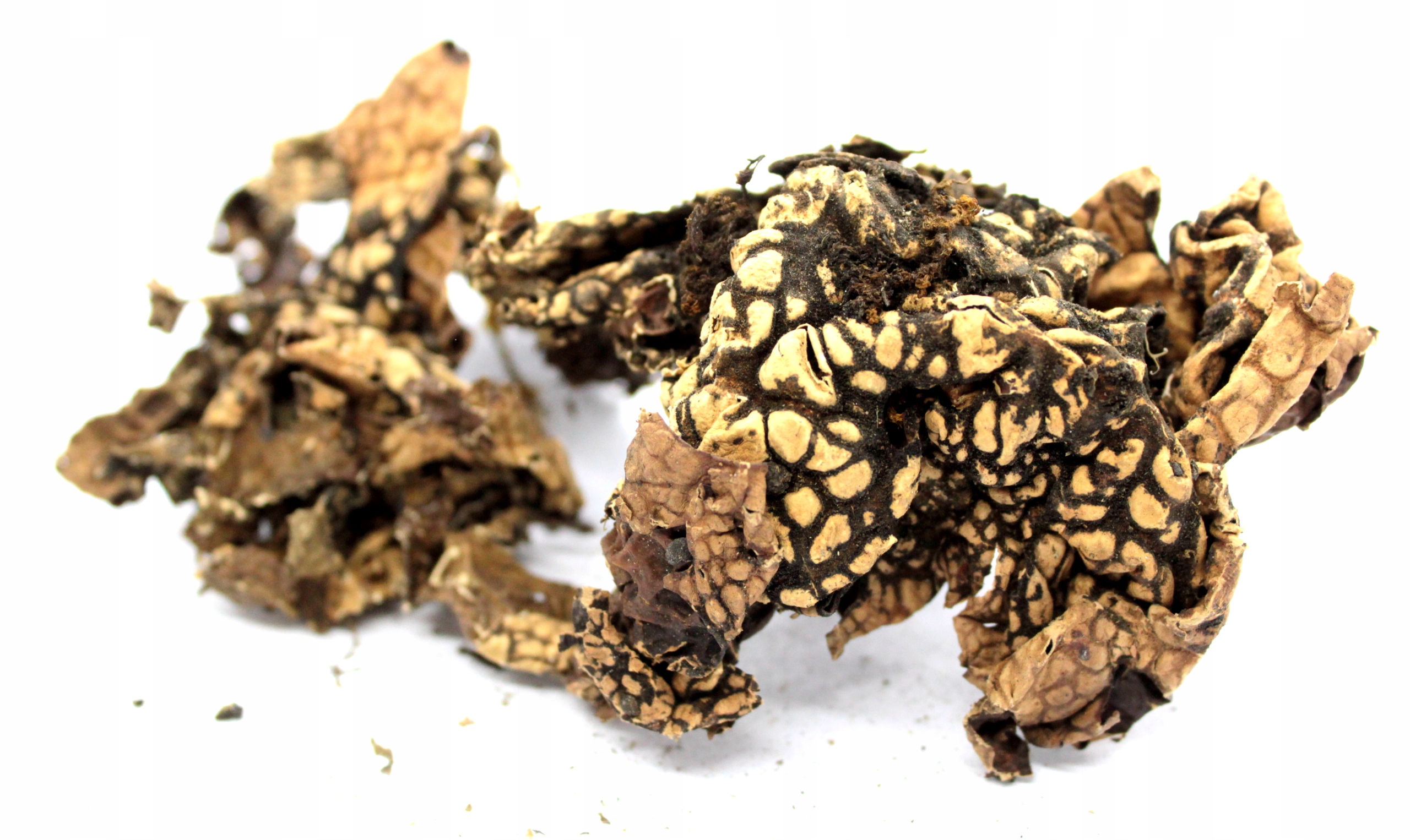 

Porost do terrarium brązowy Skóra Węża